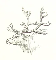 An illustration from La Mer Libre du Pole ... Traduit de l'Anglais et accompagné de notes ... par F. de Lanoye. Ouvrage illustré de 70 gravures, etc (1868)