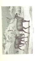 An illustration from La Mer Libre du Pole ... Traduit de l'Anglais et accompagné de notes ... par F. de Lanoye. Ouvrage illustré de 70 gravures, etc (1868)