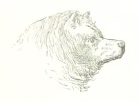 An illustration from La Mer Libre du Pole ... Traduit de l'Anglais et accompagné de notes ... par F. de Lanoye. Ouvrage illustré de 70 gravures, etc (1868)