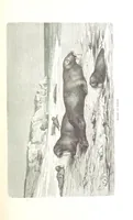 An illustration from La Mer Libre du Pole ... Traduit de l'Anglais et accompagné de notes ... par F. de Lanoye. Ouvrage illustré de 70 gravures, etc (1868)