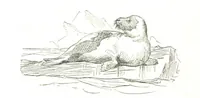 An illustration from La Mer Libre du Pole ... Traduit de l'Anglais et accompagné de notes ... par F. de Lanoye. Ouvrage illustré de 70 gravures, etc (1868)