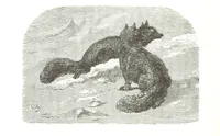 An illustration from La Mer Libre du Pole ... Traduit de l'Anglais et accompagné de notes ... par F. de Lanoye. Ouvrage illustré de 70 gravures, etc (1868)