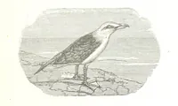An illustration from La Mer Libre du Pole ... Traduit de l'Anglais et accompagné de notes ... par F. de Lanoye. Ouvrage illustré de 70 gravures, etc (1868)