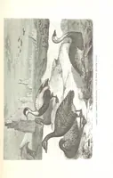 An illustration from La Mer Libre du Pole ... Traduit de l'Anglais et accompagné de notes ... par F. de Lanoye. Ouvrage illustré de 70 gravures, etc (1868)
