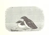 An illustration from La Mer Libre du Pole ... Traduit de l'Anglais et accompagné de notes ... par F. de Lanoye. Ouvrage illustré de 70 gravures, etc (1868)