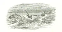 An illustration from La Mer Libre du Pole ... Traduit de l'Anglais et accompagné de notes ... par F. de Lanoye. Ouvrage illustré de 70 gravures, etc (1868)