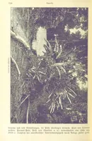 Picture 308 of 350 from Die Erde. Eine allgemeine Erd- und Länderkunde, etc (1896), leaf 808