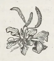 An illustration from Aunt Hester and why we loved her: a story of Rosebrook (1880)