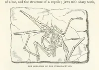 Picture 48 of 73 from The Earth? its physical condition and most remarkable phenomena (1855), leaf 259
