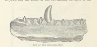 Picture 49 of 73 from The Earth? its physical condition and most remarkable phenomena (1855), leaf 260