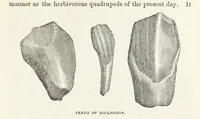 Picture 50 of 73 from The Earth? its physical condition and most remarkable phenomena (1855), leaf 261