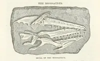 Picture 51 of 73 from The Earth? its physical condition and most remarkable phenomena (1855), leaf 261