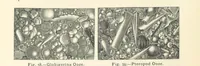 Picture 49 of 132 from Eclectic Physical Geography (1889), leaf 152