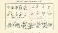 Picture 111 of 132 from Eclectic Physical Geography (1889), leaf 321