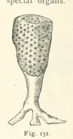 Picture 115 of 132 from Eclectic Physical Geography (1889), leaf 328