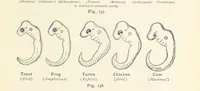 Picture 119 of 132 from Eclectic Physical Geography (1889), leaf 331