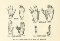 An illustration from Eclectic Physical Geography (1889)