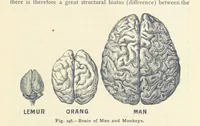 Picture 131 of 132 from Eclectic Physical Geography (1889), leaf 359