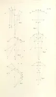 An illustration from Thomæ Hobbes Malmesburiensis opera philosophica quæ Latine scripsit omnia in unum corpus nunc primum collecta studio et labore Gulielmi Molesworth (1839)