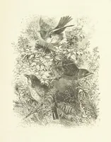 An illustration from Illustrated Library of favorite Song. Based upon folk songs. ... With an introduction, and edited by J. G. Holland ... Illustrated with ... engravings, ... after designs by Church, Johnson, etc (1873)