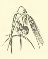 Picture 10 of 28 from A Week in Arcadia. [A novel.] Illustrated by Caroline Paterson (1888), leaf 119