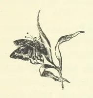 Picture 13 of 28 from A Week in Arcadia. [A novel.] Illustrated by Caroline Paterson (1888), leaf 147