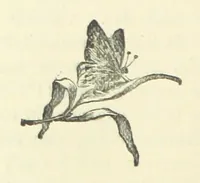 An illustration from Gertrude Ellerslie ... New and revised edition (1884)