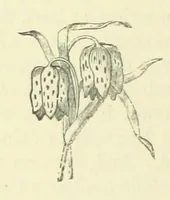 An illustration from Gertrude Ellerslie ... New and revised edition (1884)