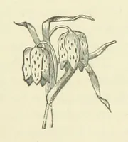 An illustration from Gertrude Ellerslie ... New and revised edition (1884)