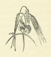 An illustration from Gertrude Ellerslie ... New and revised edition (1884)