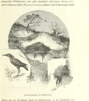 An illustration from Von der Capstadt ins Land der Maschukulumbe. Reisen im südlichen Afrika in den Jahren 1883-1887 ... Mit 205 Original-Holzschnitten, etc (1890)