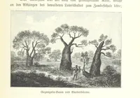 An illustration from Von der Capstadt ins Land der Maschukulumbe. Reisen im südlichen Afrika in den Jahren 1883-1887 ... Mit 205 Original-Holzschnitten, etc (1890)
