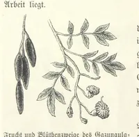 An illustration from Von der Capstadt ins Land der Maschukulumbe. Reisen im südlichen Afrika in den Jahren 1883-1887 ... Mit 205 Original-Holzschnitten, etc (1890)