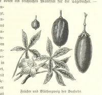 An illustration from Von der Capstadt ins Land der Maschukulumbe. Reisen im südlichen Afrika in den Jahren 1883-1887 ... Mit 205 Original-Holzschnitten, etc (1890)