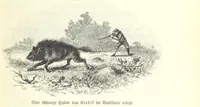 An illustration from Von der Capstadt ins Land der Maschukulumbe. Reisen im südlichen Afrika in den Jahren 1883-1887 ... Mit 205 Original-Holzschnitten, etc (1890)