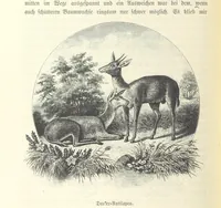 An illustration from Von der Capstadt ins Land der Maschukulumbe. Reisen im südlichen Afrika in den Jahren 1883-1887 ... Mit 205 Original-Holzschnitten, etc (1890)