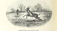 An illustration from Von der Capstadt ins Land der Maschukulumbe. Reisen im südlichen Afrika in den Jahren 1883-1887 ... Mit 205 Original-Holzschnitten, etc (1890)
