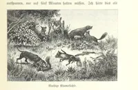 An illustration from Von der Capstadt ins Land der Maschukulumbe. Reisen im südlichen Afrika in den Jahren 1883-1887 ... Mit 205 Original-Holzschnitten, etc (1890)