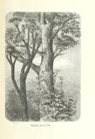 An illustration from Von der Capstadt ins Land der Maschukulumbe. Reisen im südlichen Afrika in den Jahren 1883-1887 ... Mit 205 Original-Holzschnitten, etc (1890)