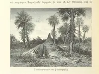 An illustration from Von der Capstadt ins Land der Maschukulumbe. Reisen im südlichen Afrika in den Jahren 1883-1887 ... Mit 205 Original-Holzschnitten, etc (1890)