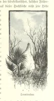 An illustration from Von der Capstadt ins Land der Maschukulumbe. Reisen im südlichen Afrika in den Jahren 1883-1887 ... Mit 205 Original-Holzschnitten, etc (1890)
