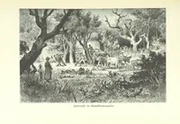 An illustration from Von der Capstadt ins Land der Maschukulumbe. Reisen im südlichen Afrika in den Jahren 1883-1887 ... Mit 205 Original-Holzschnitten, etc (1890)