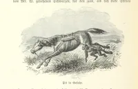 An illustration from Von der Capstadt ins Land der Maschukulumbe. Reisen im südlichen Afrika in den Jahren 1883-1887 ... Mit 205 Original-Holzschnitten, etc (1890)
