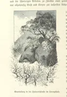 An illustration from Von der Capstadt ins Land der Maschukulumbe. Reisen im südlichen Afrika in den Jahren 1883-1887 ... Mit 205 Original-Holzschnitten, etc (1890)