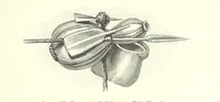 An illustration from Von der Capstadt ins Land der Maschukulumbe. Reisen im südlichen Afrika in den Jahren 1883-1887 ... Mit 205 Original-Holzschnitten, etc (1890)