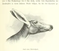 An illustration from Von der Capstadt ins Land der Maschukulumbe. Reisen im südlichen Afrika in den Jahren 1883-1887 ... Mit 205 Original-Holzschnitten, etc (1890)