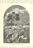 An illustration from Von der Capstadt ins Land der Maschukulumbe. Reisen im südlichen Afrika in den Jahren 1883-1887 ... Mit 205 Original-Holzschnitten, etc (1890)
