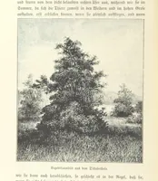 An illustration from Von der Capstadt ins Land der Maschukulumbe. Reisen im südlichen Afrika in den Jahren 1883-1887 ... Mit 205 Original-Holzschnitten, etc (1890)