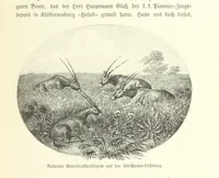 An illustration from Von der Capstadt ins Land der Maschukulumbe. Reisen im südlichen Afrika in den Jahren 1883-1887 ... Mit 205 Original-Holzschnitten, etc (1890)
