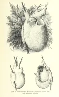 Picture 107 of 209 from Von der Capstadt ins Land der Maschukulumbe. Reisen im südlichen Afrika in den Jahren 1883-1887 ... Mit 205 Original-Holzschnitten, etc (1890), leaf 573